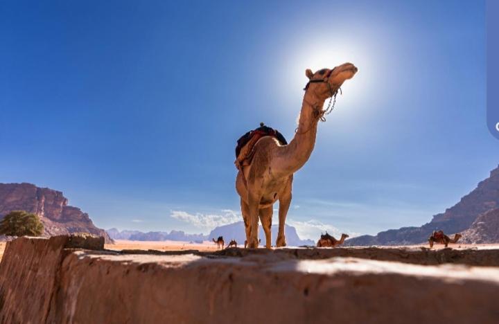 Joy To Wadi Rum Exterior photo